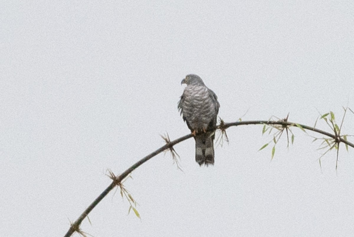 Hook-billed Kite - ML417783821