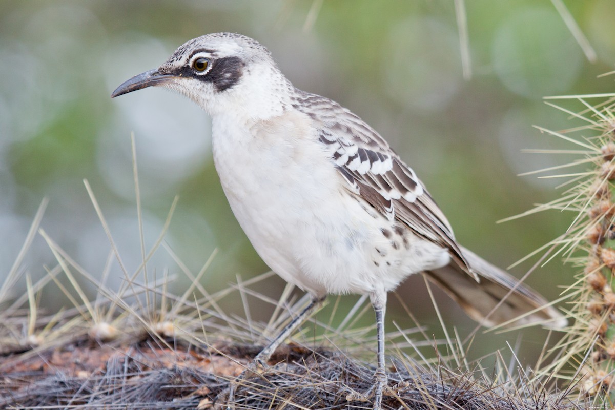 Galapagos Mockingbird - ML417784971