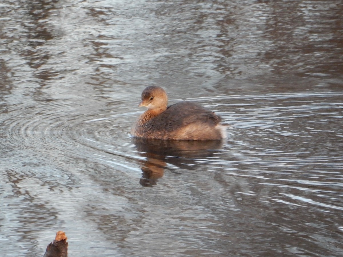 Pied-billed Grebe - ML41778541