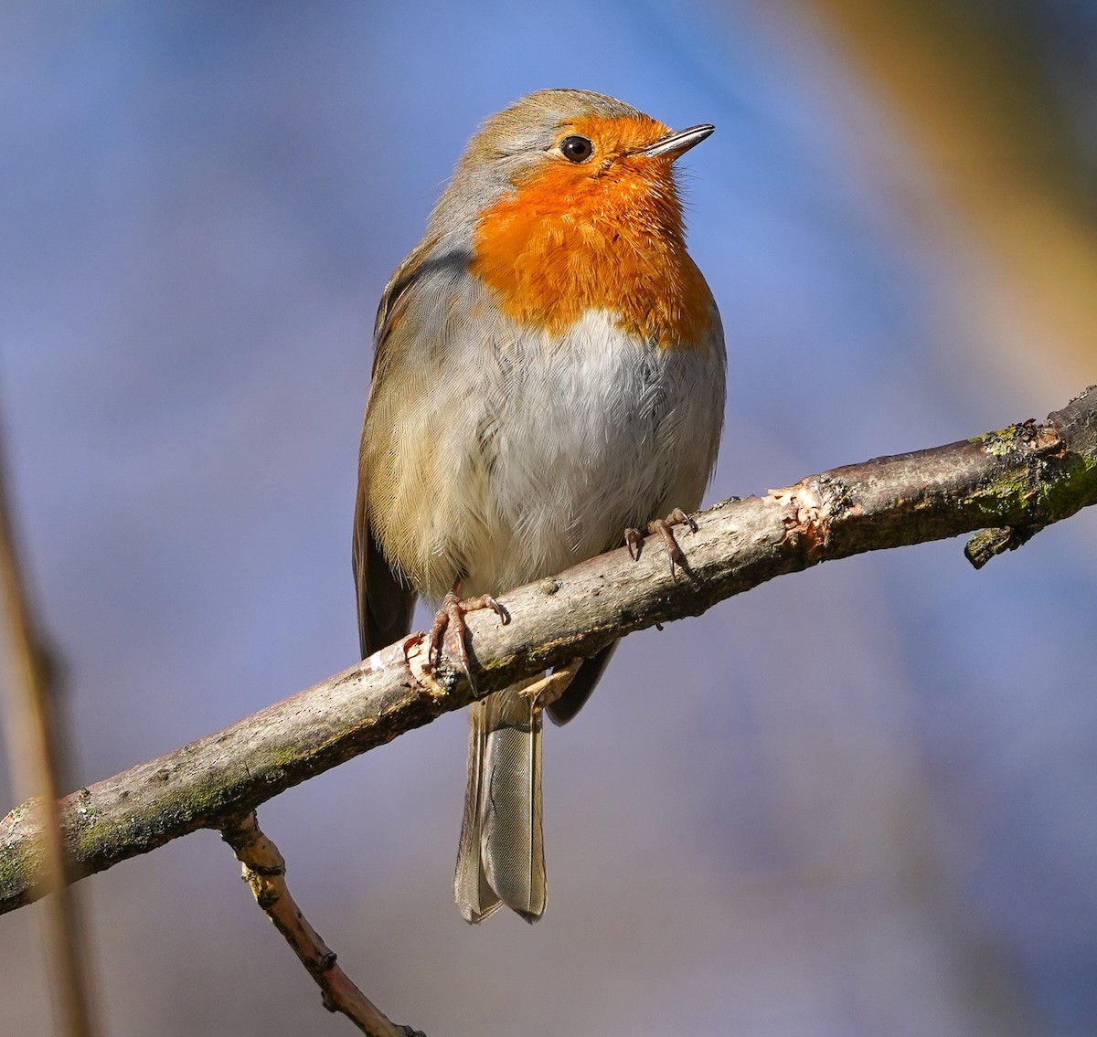 European Robin - ML417785421