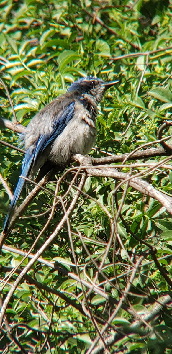 California Scrub-Jay - ML417785501