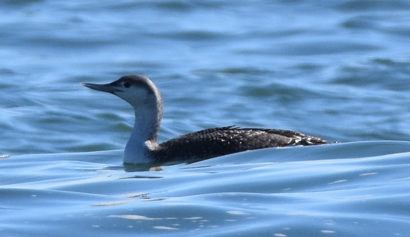 Red-throated Loon - Bill Dries