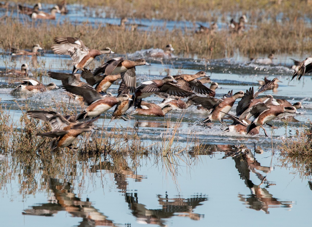 American Wigeon - Braxton Landsman