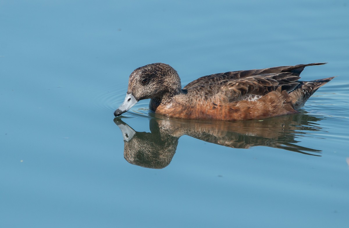 American Wigeon - ML417786201