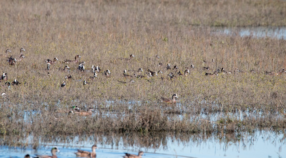 American Wigeon - ML417786261