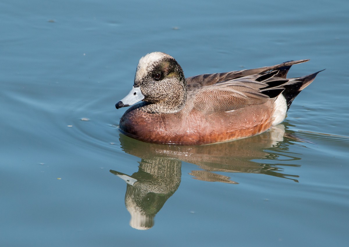 American Wigeon - ML417786291