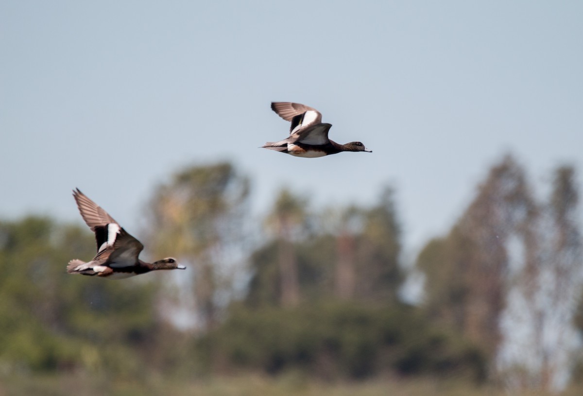 American Wigeon - ML417786321