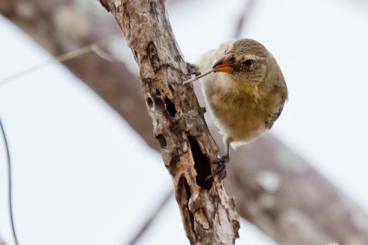 Woodpecker Finch - ML417786461