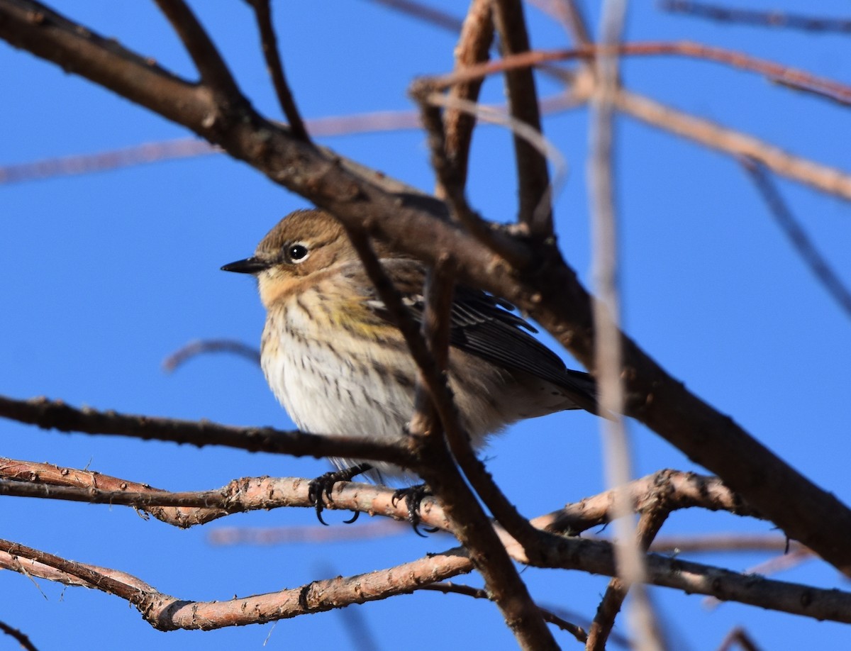 Yellow-rumped Warbler - Bill Dries