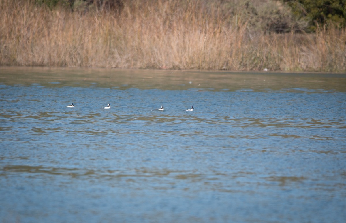 Bufflehead - ML417786891