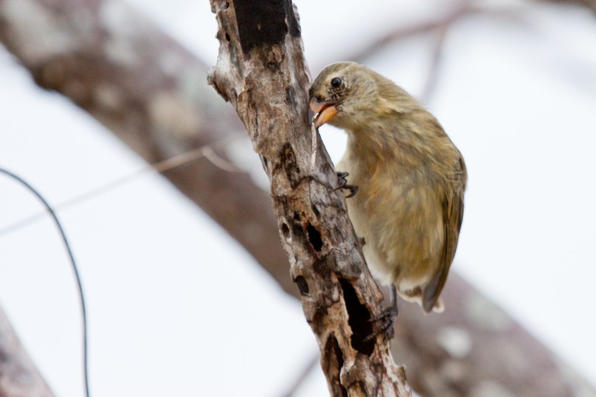 Woodpecker Finch - ML417787251