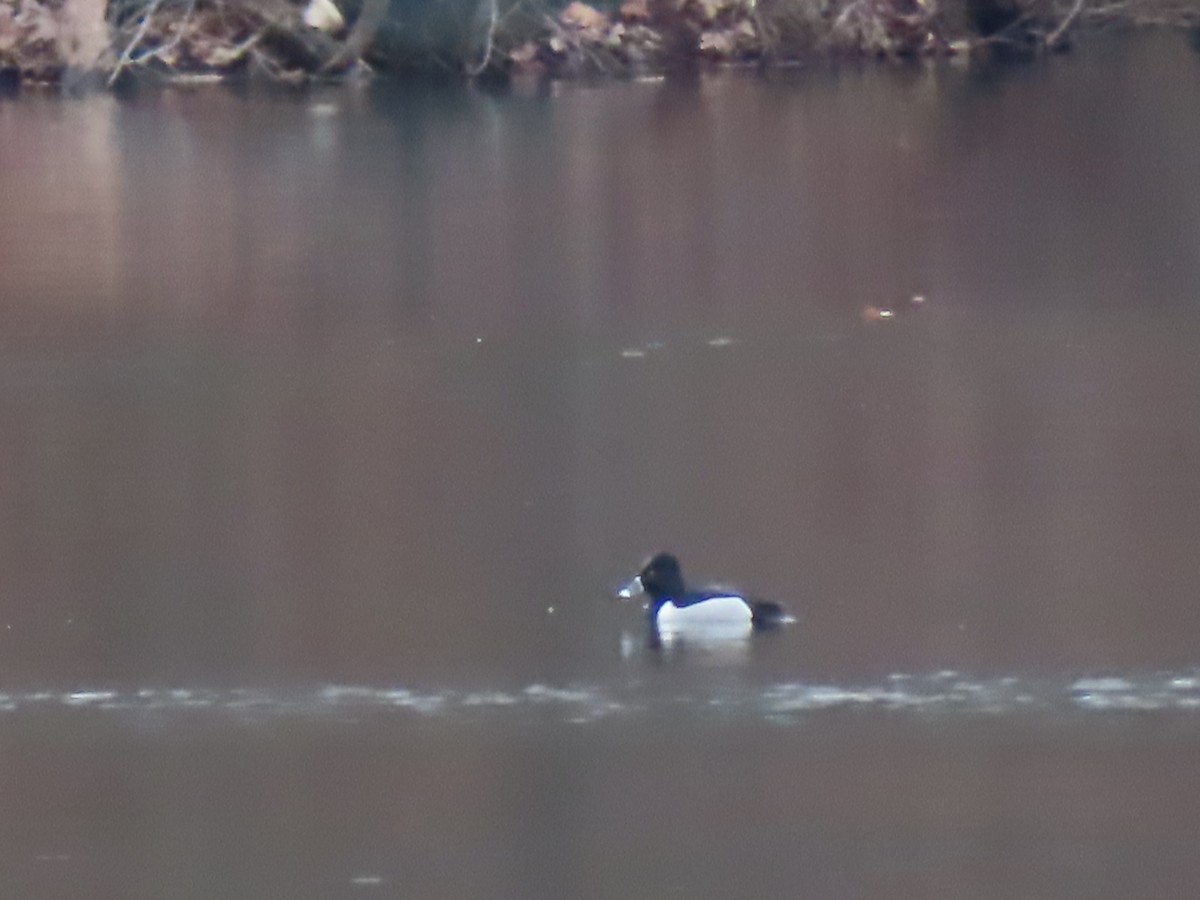 Ring-necked Duck - ML417787431