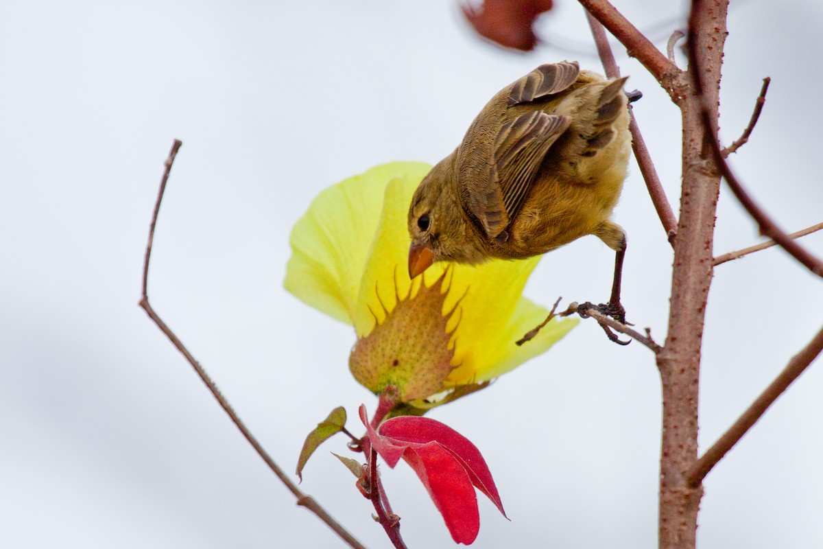 Small Tree-Finch - ML417787721