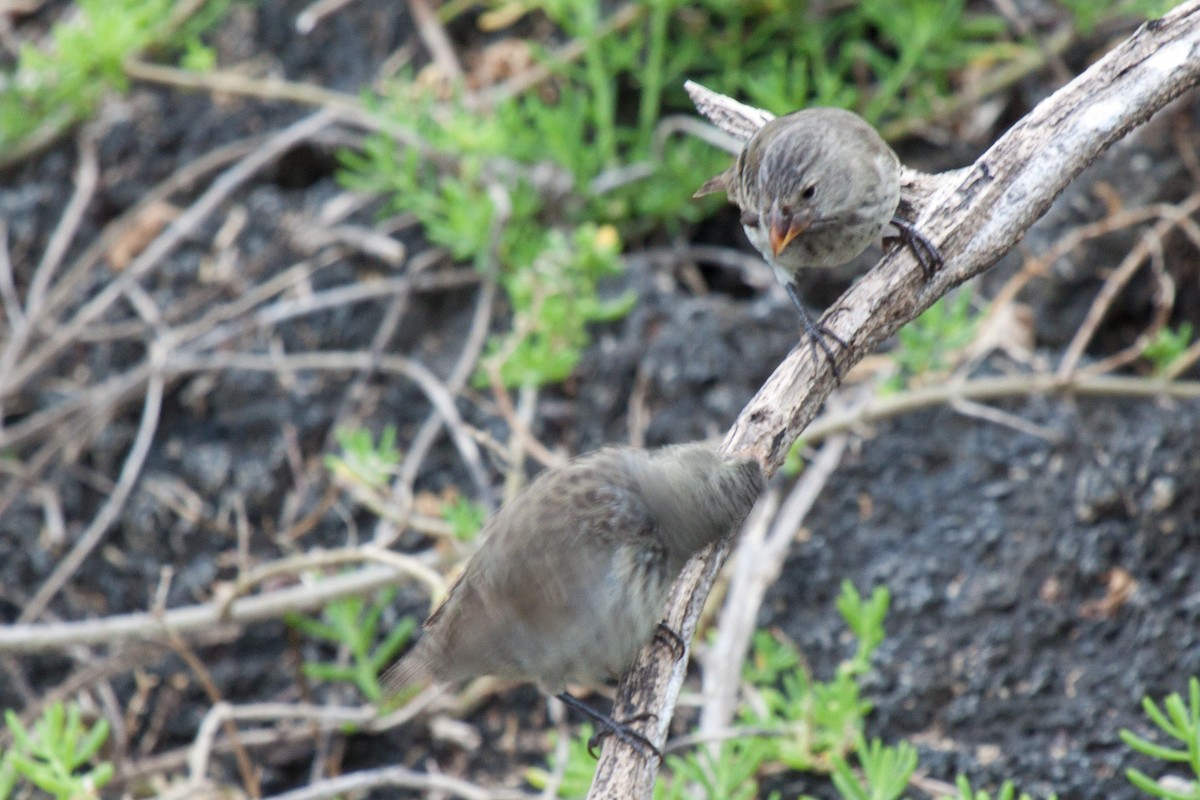 Medium Ground-Finch - Sue Wright