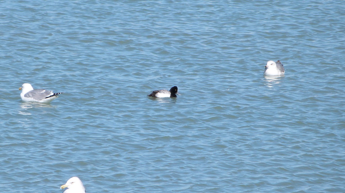 Lesser Scaup - ML417788511