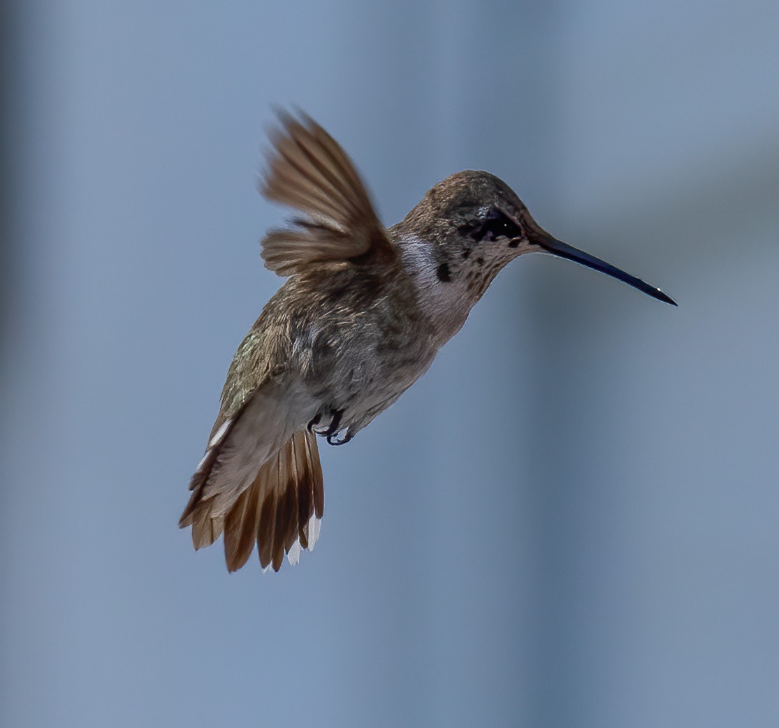 Black-chinned Hummingbird - Edde Burgess