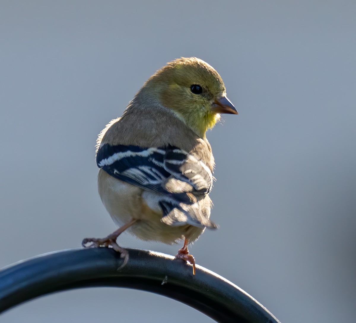 American Goldfinch - ML417788921