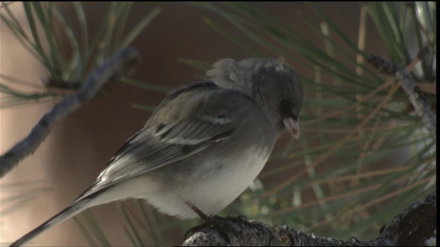 Junco ardoisé (aikeni) - ML417789