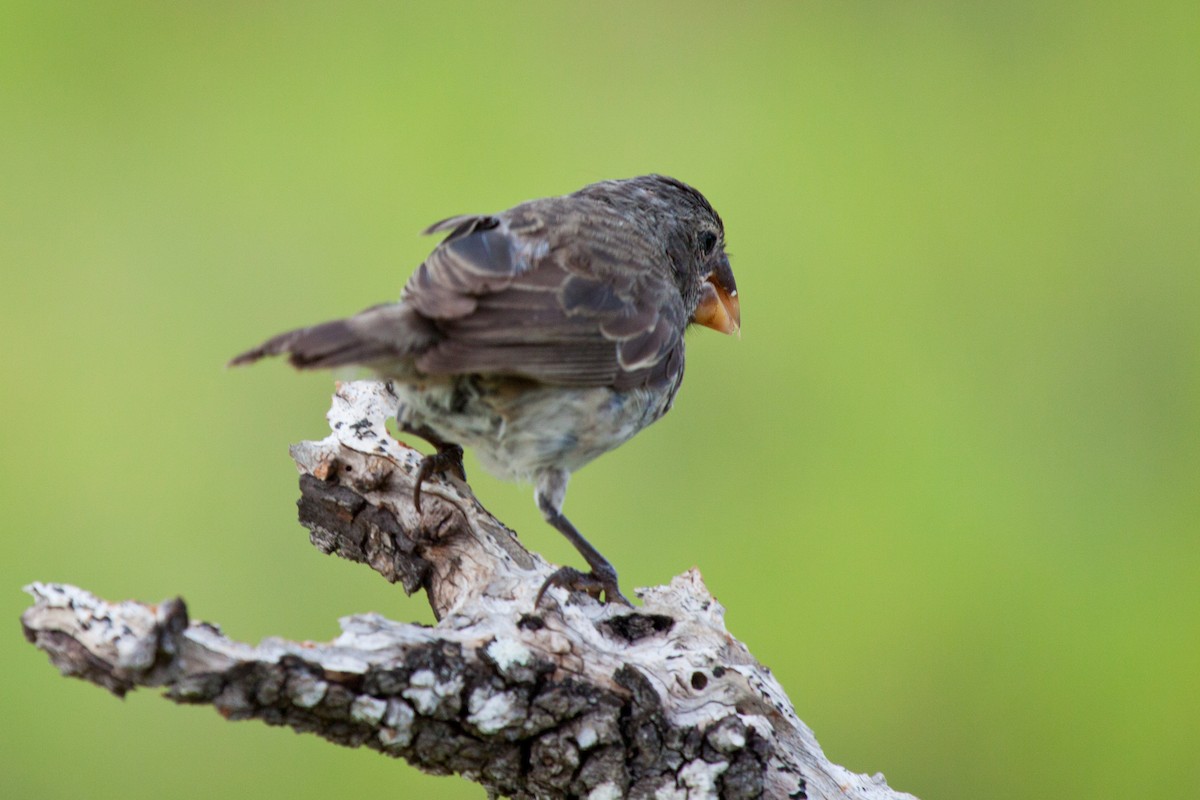 Medium Ground-Finch - Sue Wright