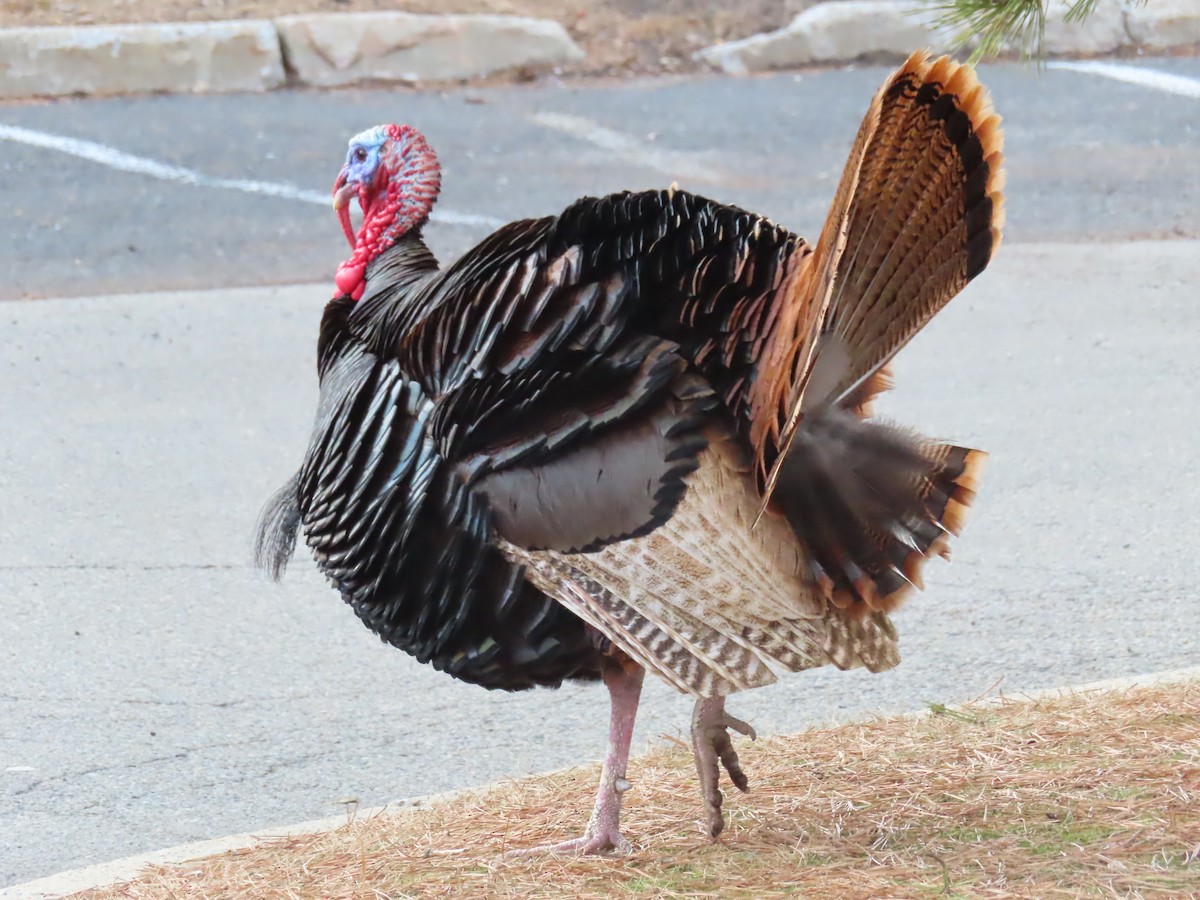 Wild Turkey - ML417789081