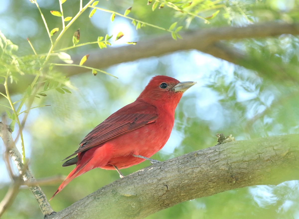 Summer Tanager - Chris Orr