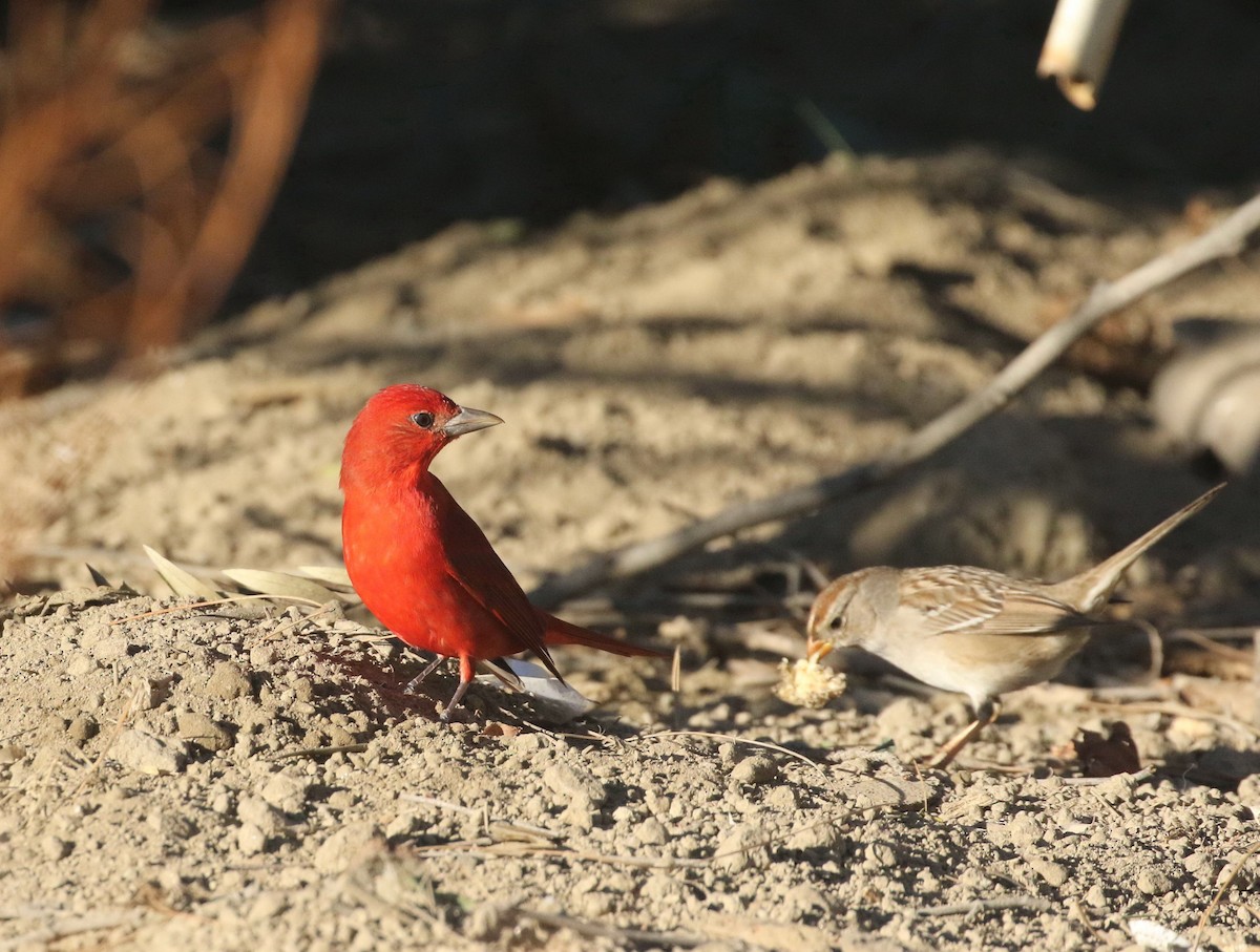 Piranga Roja - ML417789591