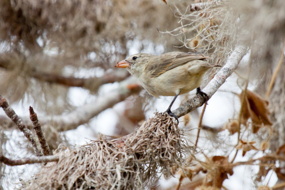 Woodpecker Finch - ML417791431