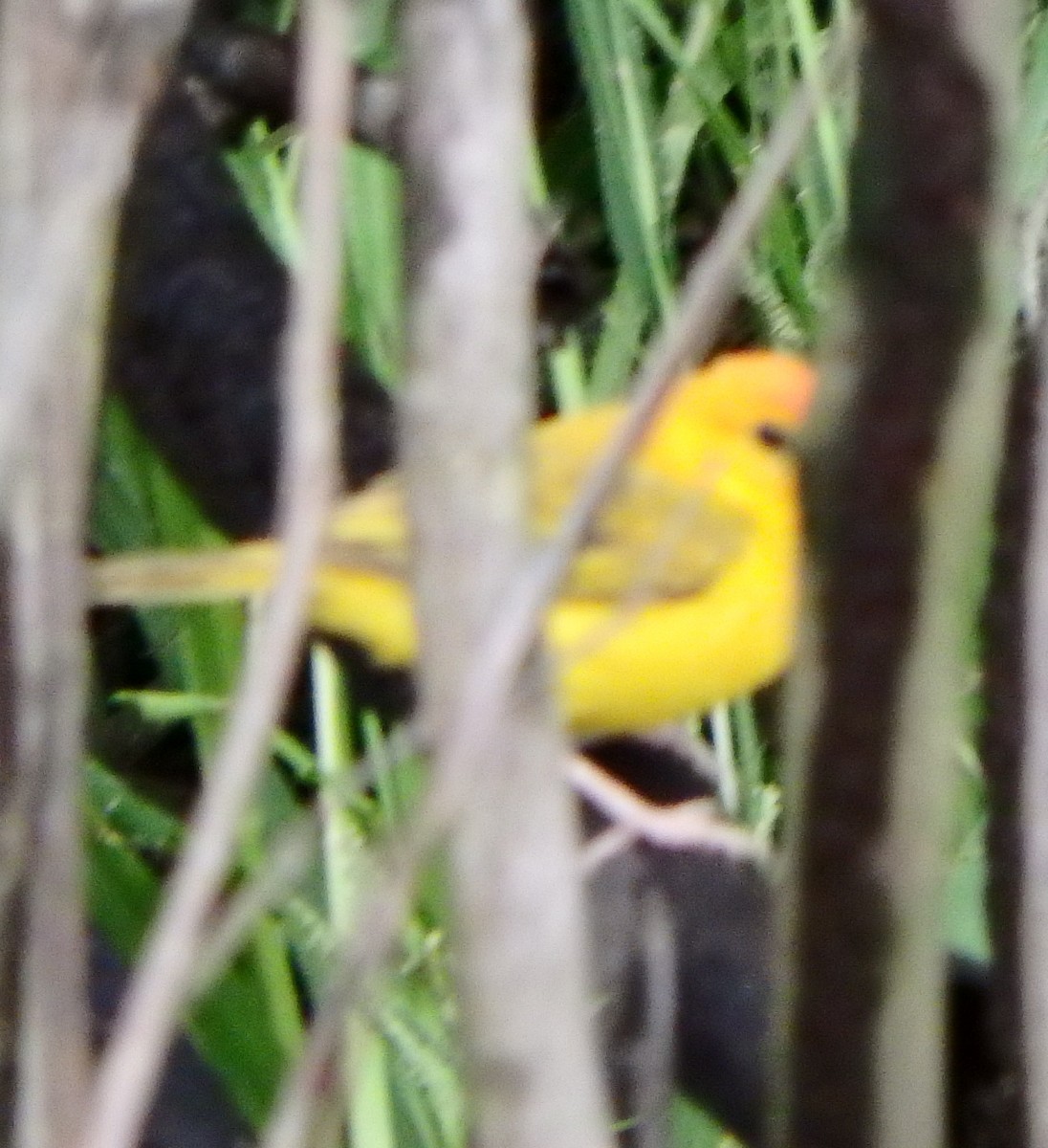 yellow-finch sp. - ML417792081