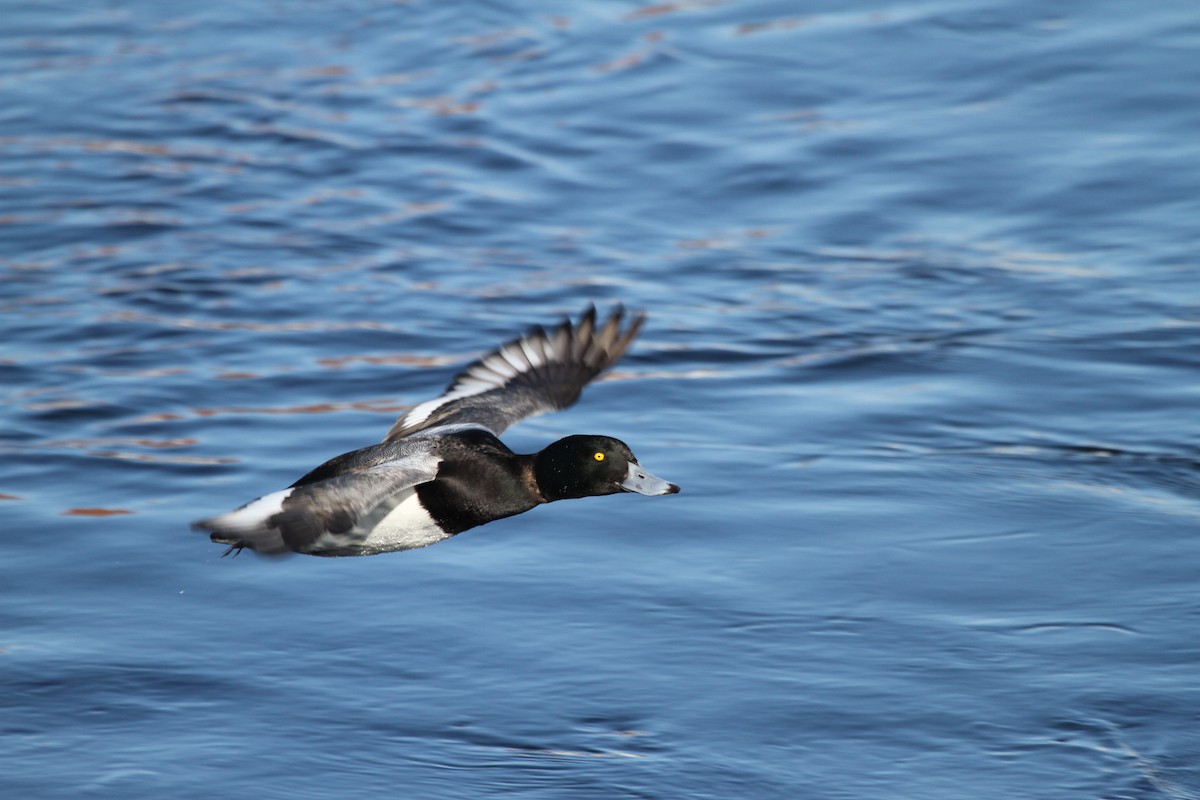 Greater Scaup - ML417793381