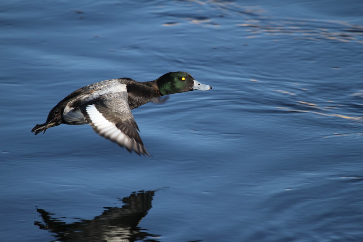 Greater Scaup - ML417793391
