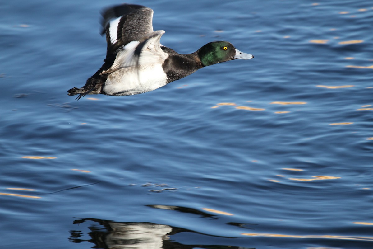 Greater Scaup - ML417793401