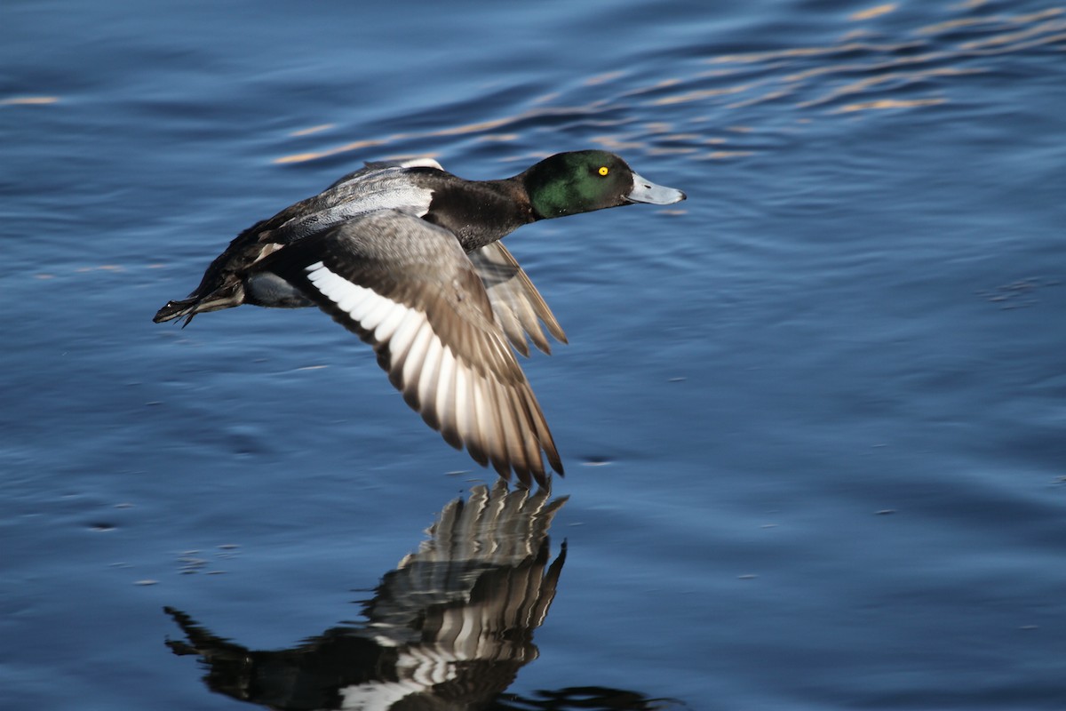Greater Scaup - ML417793411