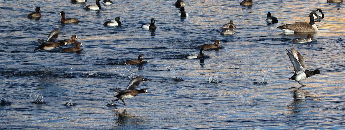 Greater Scaup - ML417793461