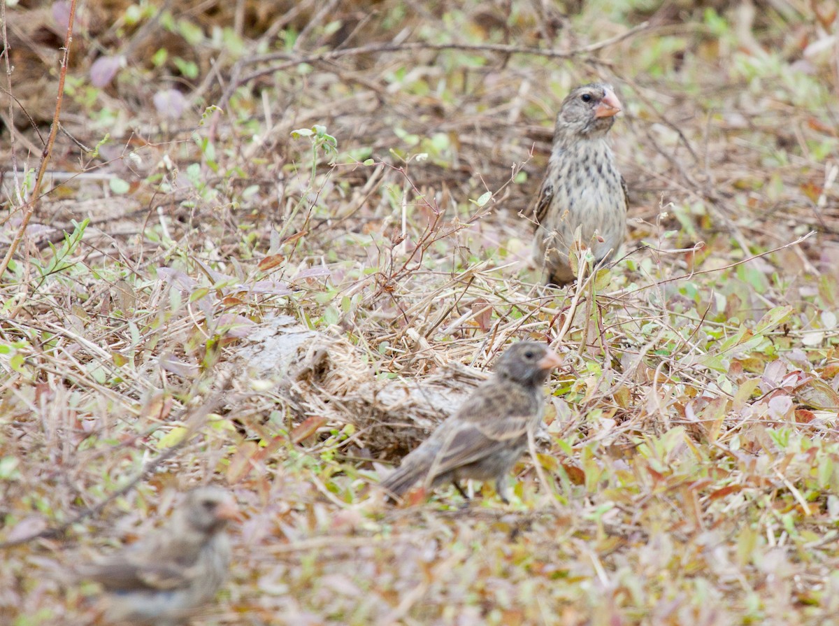 Large Ground-Finch - ML417794241