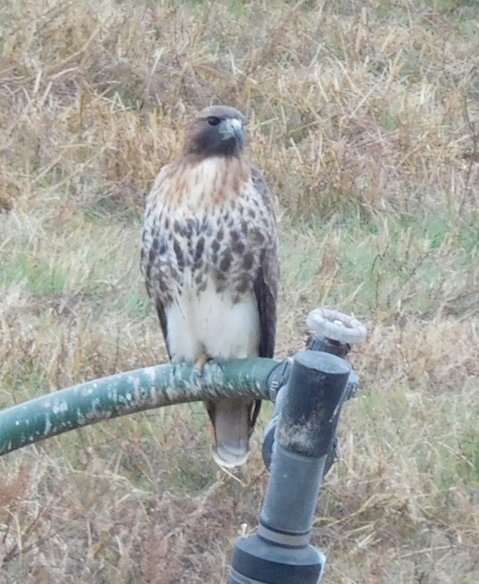 Red-tailed Hawk - ML41779521