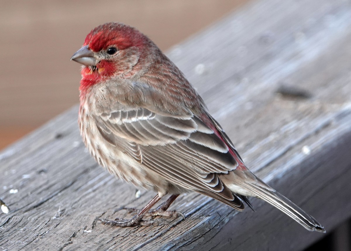 House Finch - ML417795211