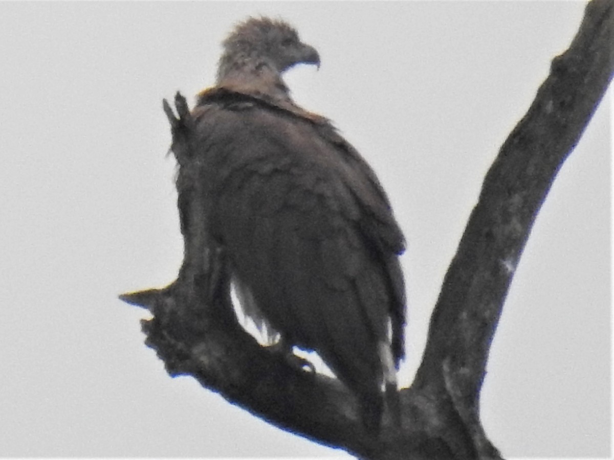 Gray-headed Fish-Eagle - Srinivas Daripineni