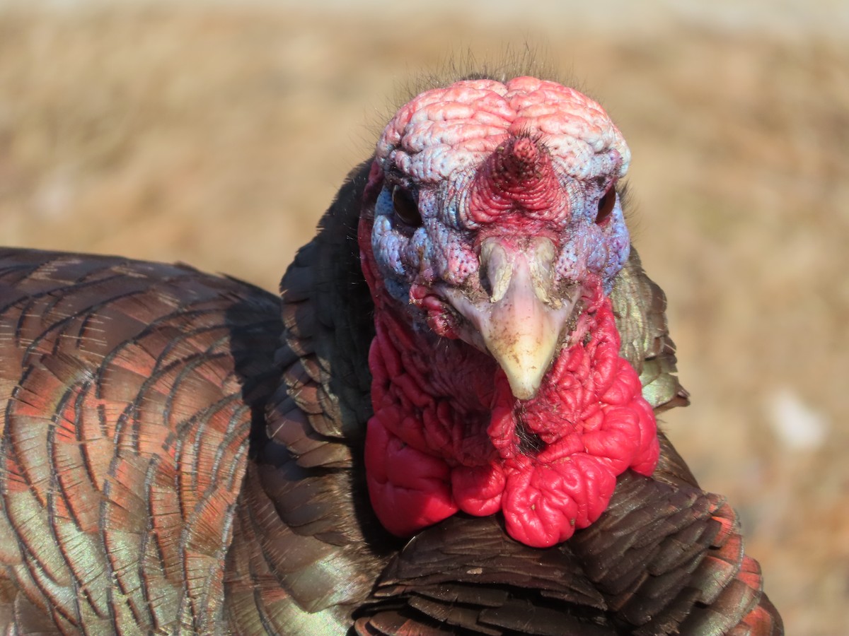 Wild Turkey - ML417795591