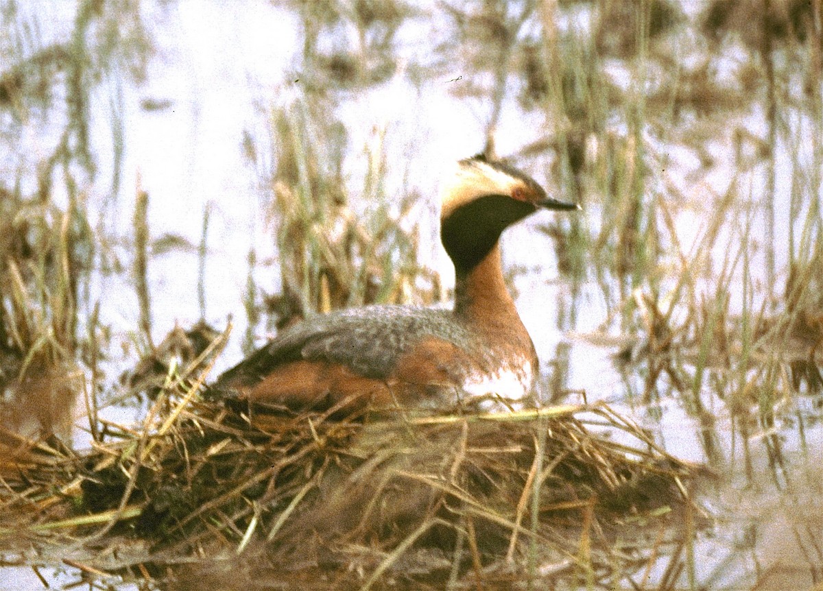 Horned Grebe - ML41779831