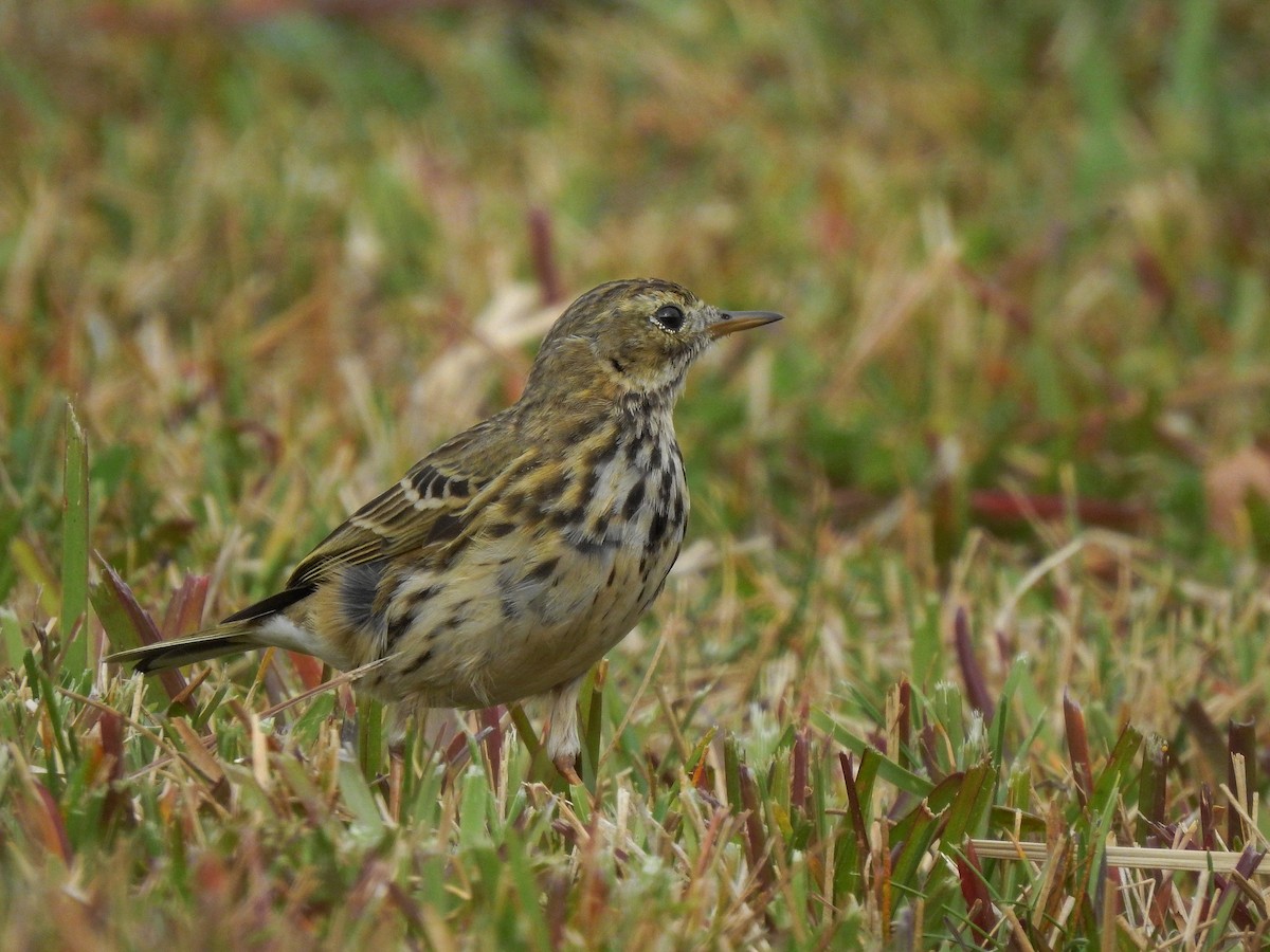 Pispola - ML417798431