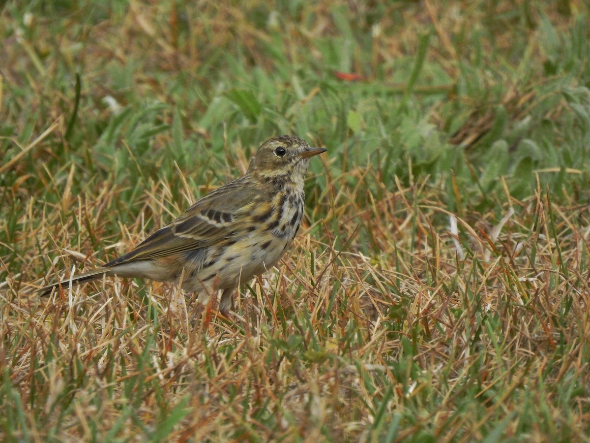 Pispola - ML417798491