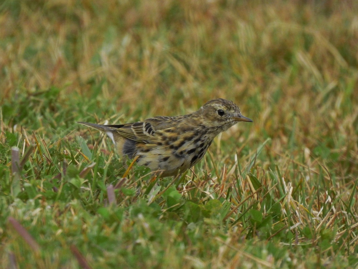 Pispola - ML417798511