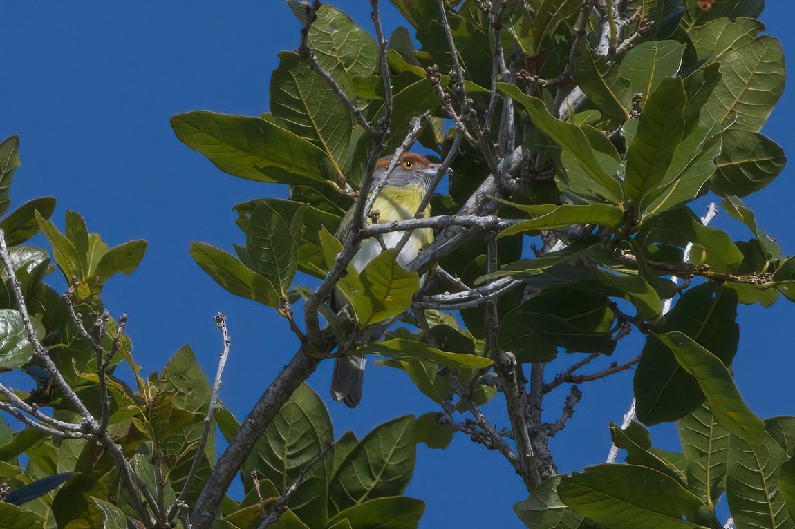 Краснобровый попугаевый виреон - ML417798811