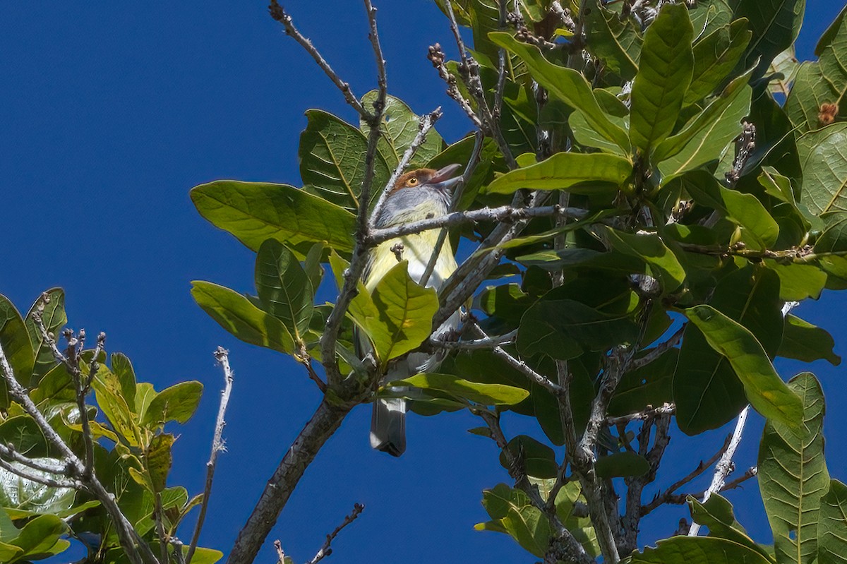 Краснобровый попугаевый виреон - ML417798821