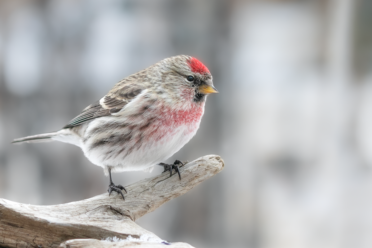 Redpoll (Common) - ML417799051