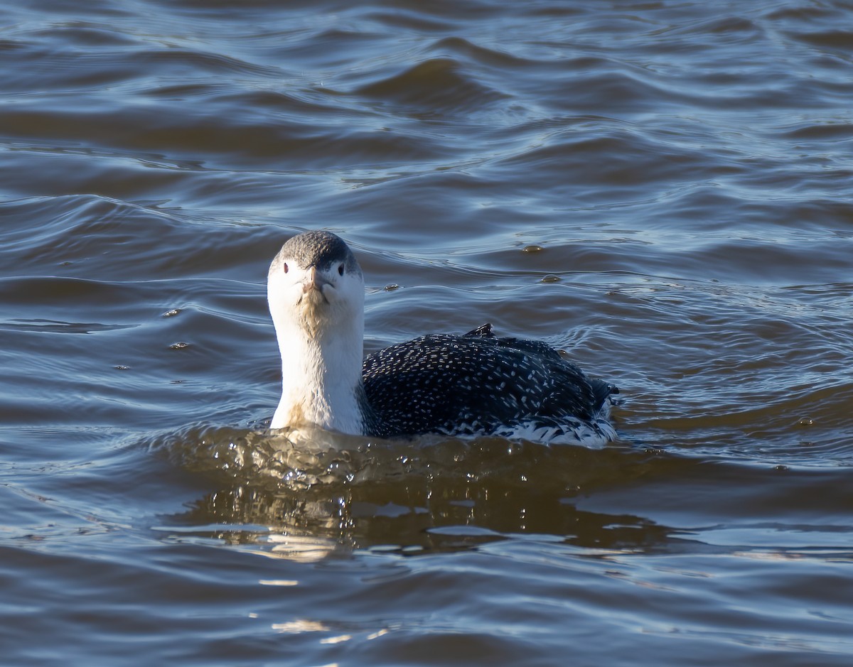 Red-throated Loon - ML417799121