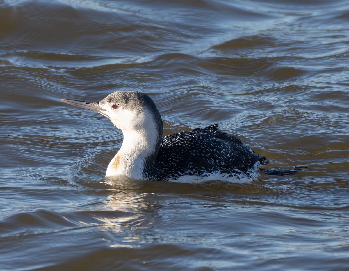 Red-throated Loon - ML417799201