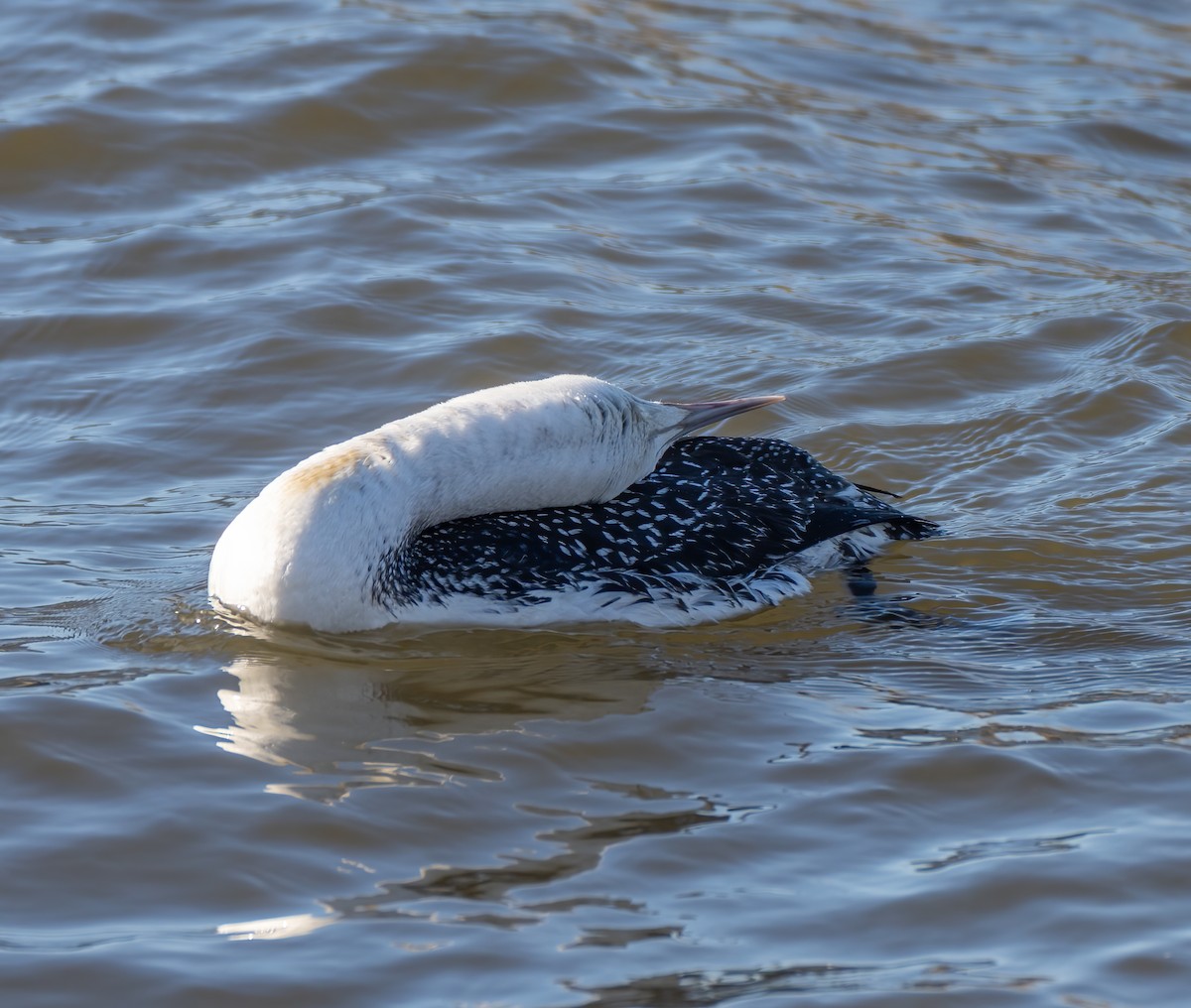 Red-throated Loon - ML417799231
