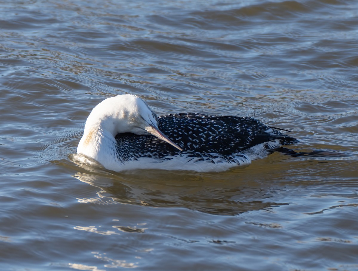 Red-throated Loon - ML417799251
