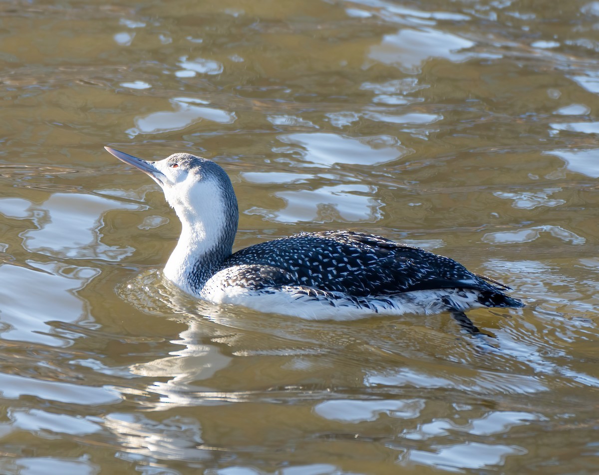 Red-throated Loon - ML417799261